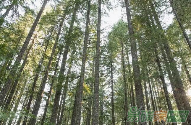 碳匯交易有望成為貴州山區群眾增收新渠道